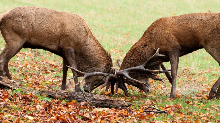 Close up of two red deer rutting with antlers locked